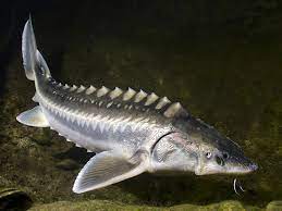 135 likes · 3 talking about this · 60 were here. Europaischer Hausen Belugastor Huso Huso Fischlexikon