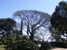 Image result for Albizia amara