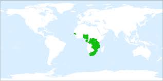 Image result for Spermacoce natalensis