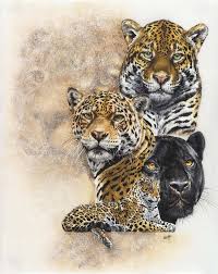 Jaguar Panthera Onca Classification Wild Cat Family