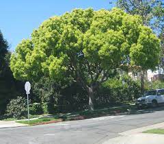 Camphor Tree Nice Fast Growing Evergreen Tree Native To Japan Low Maintenance Attr Low Maintenance Tree Fast Growing Evergreens Low Maintenance Landscaping