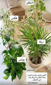 Pin By Ahat On Design House Plants Decor Indoor Plants Plant Decor