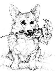 Painted image is on white background. Http Www Cypressfarms Com Images Corgi 2520with 2520flower Jpg Corgi Drawing Corgi Art Puppy Coloring Pages