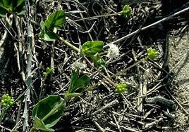 Image result for Boerhavia repens