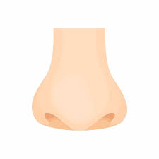 Ikon Hidung Manusia Dalam Gaya Kartun Vektor Dan Png Hidung Kartun Ikon