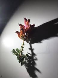 Image result for Erica wildii