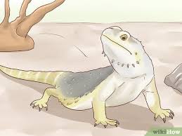 How to take care of a bearded dragon. How To Care For Bearded Dragons With Pictures Wikihow