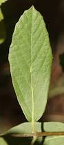 Image result for Cordia sinensis