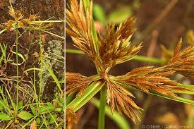 Image result for Pycreus polystachyos