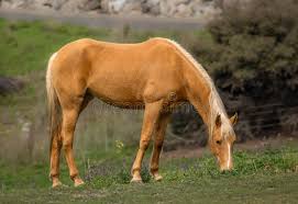 588 Horse Withers Stock Photos