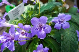 Image result for Streptocarpus glandulosissimus