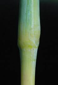 Image result for Hyperthelia dissoluta