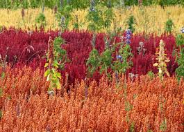 Canihua A Cousin Of Quinoa But Even More Nutrient Packed