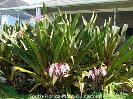 Image result for Crinum jasonii
