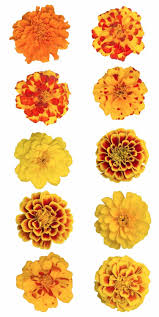 Find here details of companies selling marigold flower, for your purchase requirements. 60 Marigold Tattoo Ideas In 2021 Marigold Tattoo Marigold Marigold Flower