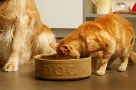 Before you feed your cat rice, it is always wise to ask your veterinary first. Harmful Foods Your Cat Should Never Eat Tuna Milk Raw Fish And More