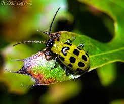 Image result for Ochna leptoclada