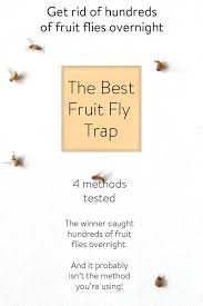 The Best Diy Fruit Fly Trap On The Planet In 2020 Best Fruit Fly Trap Fruit Fly Trap Fruit Flies