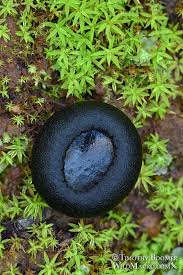 Image result for Commelina nigritana