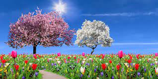 1920x1080 landscape beautiful spring nature Hd Wallpaper Nature Landscape Garden Spring Season Flowers Tulips Wallpaper Flare