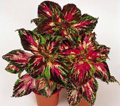 Image result for Coleus meyeri