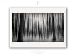 Find great offers online now! Gallery Monochrome Blurry Trees Thomas Finkler Photography