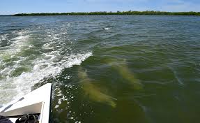 Näytä lisää sivusta tampa bay lightning facebookissa. Piney Point Florida Crews Pump Wastewater Into Tampa Bay
