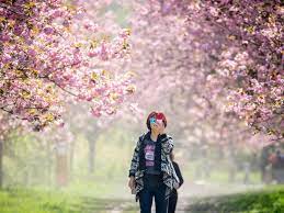 Come watch tila laloca webcam show and more on kokanki. Kirschbluten In Berlin Berlin De