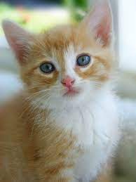 There are 10606 yellow kittens for sale on etsy, and they cost $13.58 on average. Yellow And White Kitten Kittens Cutest Beautiful Cats Cute Cats