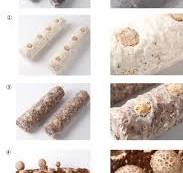 中国キノコ菌糸体プラグスポーン椎茸プラグのメーカーとサプライヤー |中国七河 菌糸体ライベリー穀物産卵 | 4個パック (各3ポンド) |  滅菌済みキノコ基板 自己修復注入ポート付き | 大量12ポンド供給 高