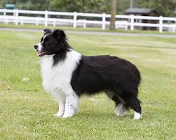 **please ask before posting a dog on here. Border Collie Breeds A To Z The Kennel Club