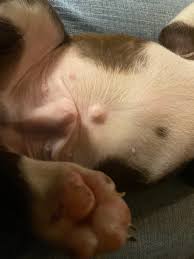 Typically, this kind of surgical treatment can cost anywhere from $400 to $2,000. Umbilical Hernia On A New Boston Terrier Pup Puppy Forum And Dog Forums