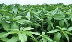 Image result for Corchorus schimperi