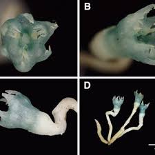 Image result for Sericanthe leonardii