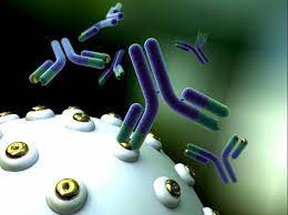Genetic Switch Discovered For Disease Fighting Antibodies National Institutes Of Health Nih