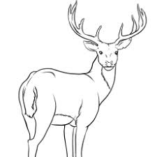 Welcome to the great forest of colormountain.com. Top 20 Deer Coloring Pages For Your Little Ones