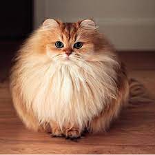Pembawaan yang lembut dan kalem menjadi salah satu daya tarik dari kucing ini. Kucing Comel