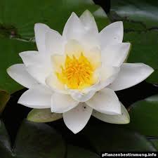 Image result for Nymphaea divaricata