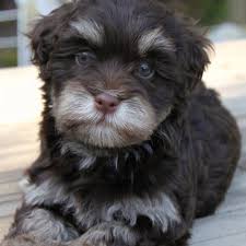 Contact me to see if we have a litter ready! Havanese Teddy Bears Home Havanese Puppies Havanese Dogs Havanese