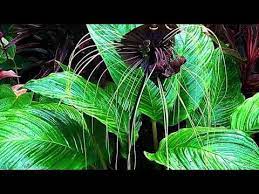 The Potting Bench Youtube Unusual Plants Plants Cool Plants