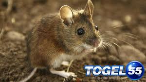 Prediksi Togel Jitu Keluaran Sydney Minggu 22 April 2018 Sydney Minggu