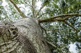 Resultado de imagem para imagen amazonia