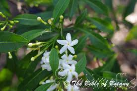 Image result for Tabernaemontana inconspicua