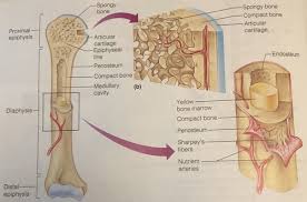 They are one of five types of bones: Gross Anatomy Of Typical Long Bone Quizlet