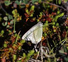 Image result for Colias tyche