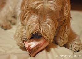 Free shipping on qualified orders. 5 Reasons To Give Your Dog Beef Marrow Bones My Gbgv Life