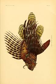 1906 The Fishes Of Samoa Biodiversity Heritage Library