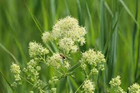 Image result for Satyrium flavum