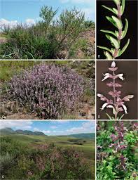 Image result for Syncolostemon oritrephes