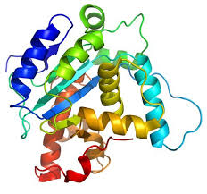 Image result for antimicrobial peptides